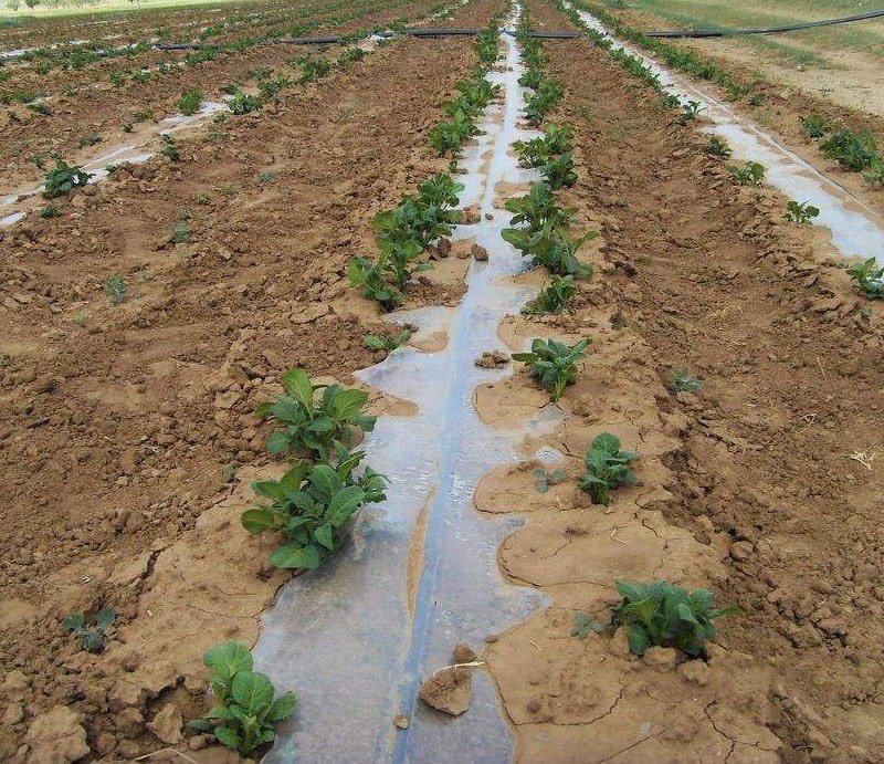 drip-line-under-mulch
