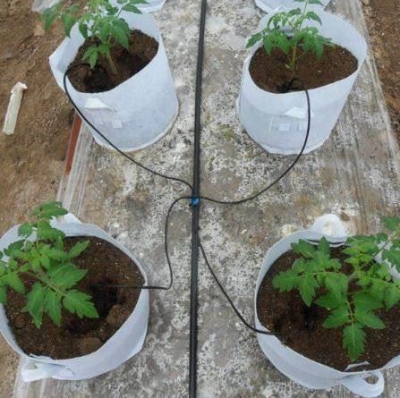 Arrow Drippers For Garden Irrigation