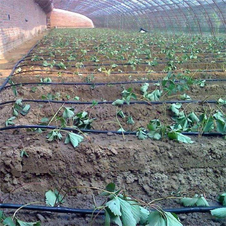drip-irrigation-for-strawberry-farm