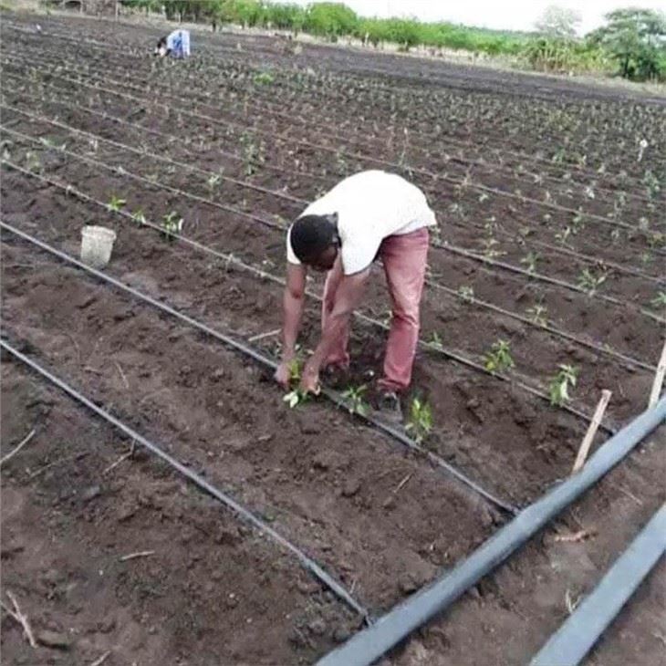 Trickle Drip Irrigation Tape