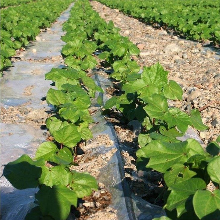 Vegetable Garden Irrigation